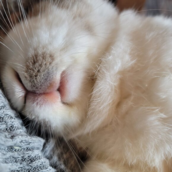 Love Bunnies? Follow My YouTube Channel @ForTheLoveofBuns - Picture 6 of 6